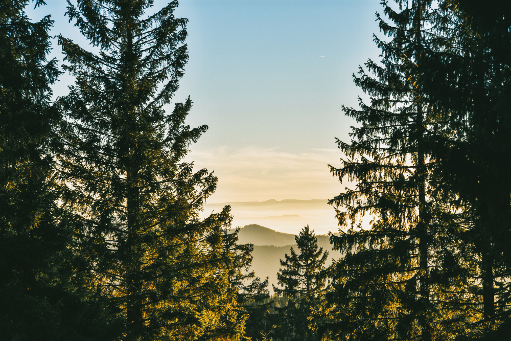 Black Forest in Germany